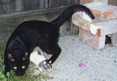 Juville, Bagel and Fundt